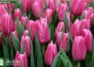 Tulipa Jumbo Pink ® (3)